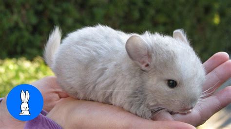 Baby Chinchillas Playing - CUTEST Compilation - YouTube