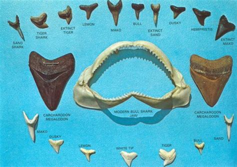 shark teeth: | Shark teeth, Shark tooth fossil, Shark