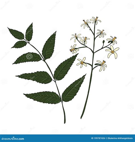 Neem Tree Leaves Vector Illustration Medicinal Neem Leafs | CartoonDealer.com #232575864