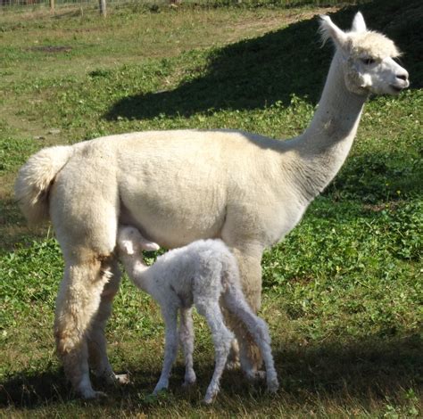 It’s A(nother) Boy! New alpaca cria