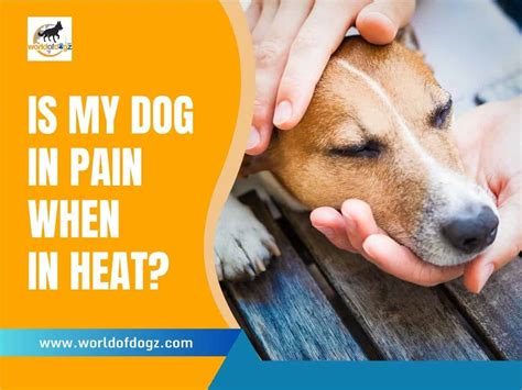 Is My Dog In Pain When In Heat? (Understanding Heat Cycles) - World of Dogz