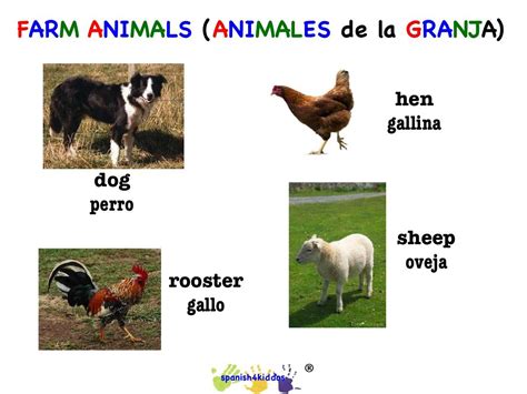 Dog, hen, rooster, and sheep - Spanish4Kiddos Tutoring Services