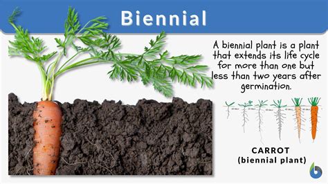 Biennial Definition and Examples - Biology Online Dictionary