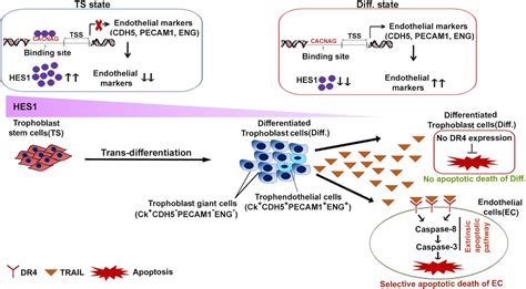 Trans-differentiation of trophoblast stem cells: implications in placental biology | Life ...