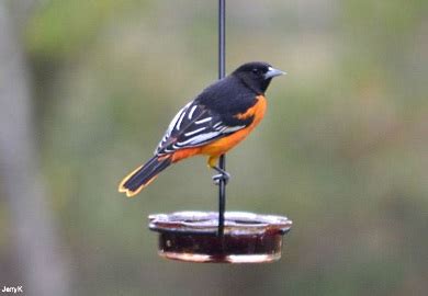 Baltimore Oriole Winter Survey finds S.C. with largest number of ...