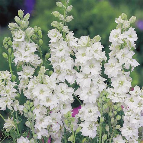 Larkspur White King Seeds from Mr Fothergill's Seeds and Plants