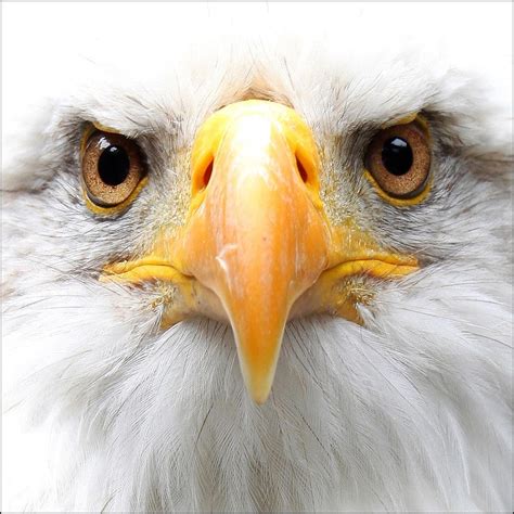 Bald eagle. by Evey-Eyes on DeviantArt