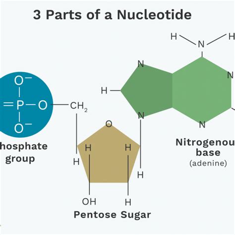 Dna Nucleotide Diagram