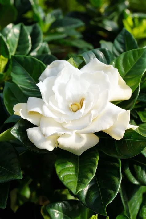 Gardenia Shrubs for Sale - Buying & Growing Guide - Trees.com