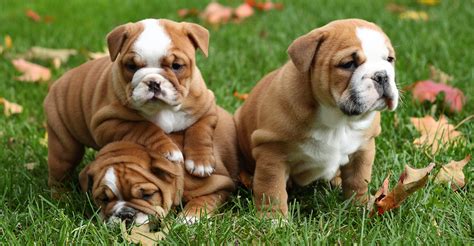 Bulldog Breeds - Which Make The Very Best Pets?