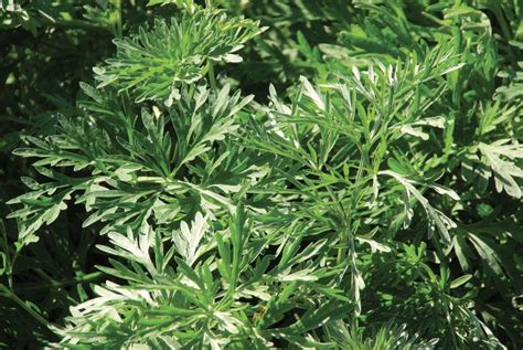 Artemisia | Description, Genus, Major Species, Uses, & Facts | Britannica