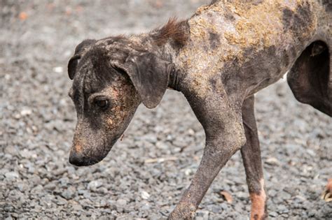 Mangy Dog Stock Photo - Download Image Now - Abandoned, Allergy, Animal - iStock