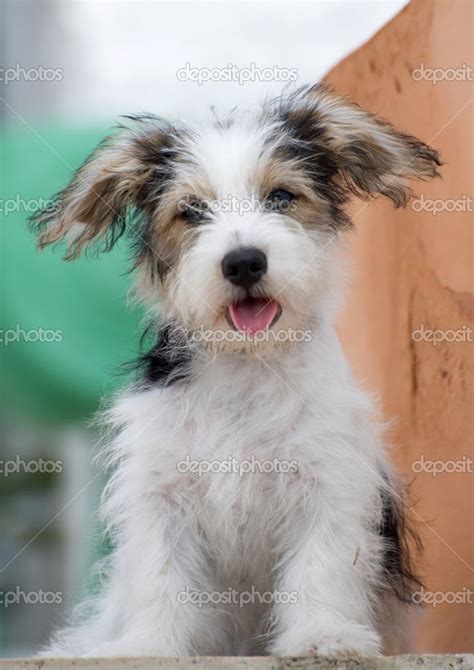 Eight week old Jack Russell Puppy | Jack russell, Jack russell puppies, Jack russell terrier puppies