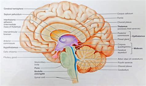 Brain Midsagittal View