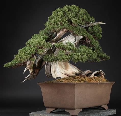 Bonsai prices - Bonsai Empire