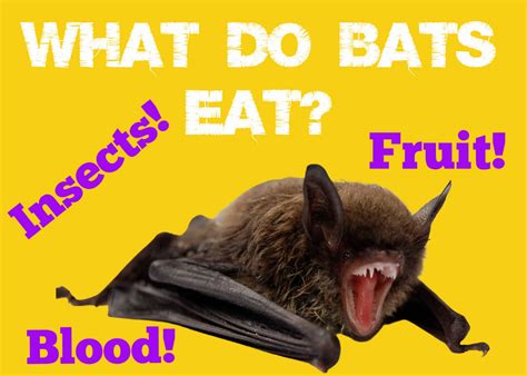 [SHOCKING] What Do Bats Eat: Insects, Fruit and Blood! - Squirrels at the Feeder