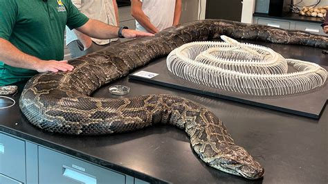 Largest Anaconda Snake Ever Found