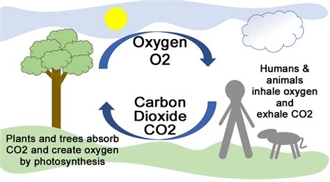 Human Impacts on the Environment | AMC NH Chapter