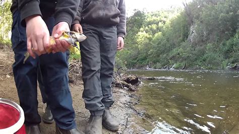 Trout Fishing - Dargo River - YouTube