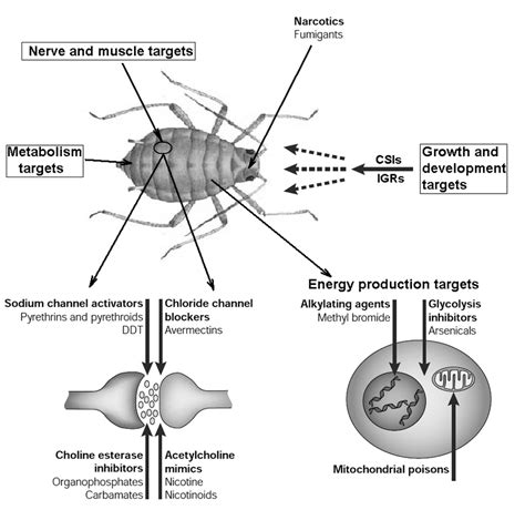 Insecticide sites of action. Some general methods of insecticide action... | Download Scientific ...