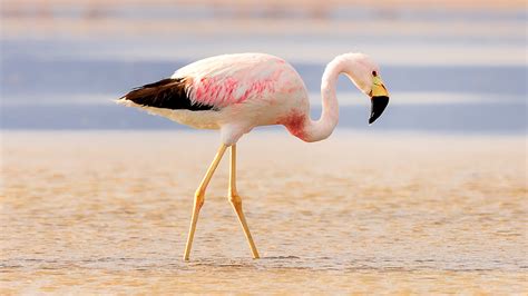 Andean flamingo on salt flats Chaxa in desert near San Pedro de Atacama ...