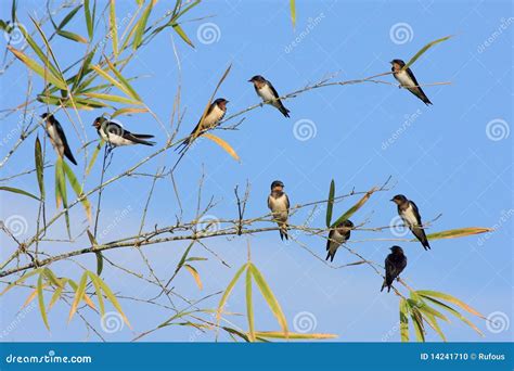 Birds On Bamboo Stock Photo - Image: 14241710