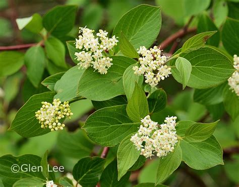 Cornus sericea photos Saskatchewan Wildflowers