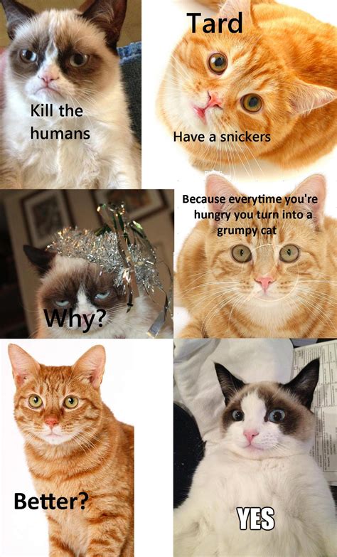 Why Tardar Sauce is Grumpy | Grumpy Cat | Know Your Meme