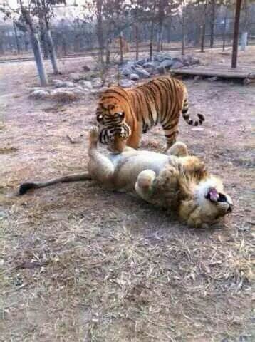 Tiger eating lion : r/funny