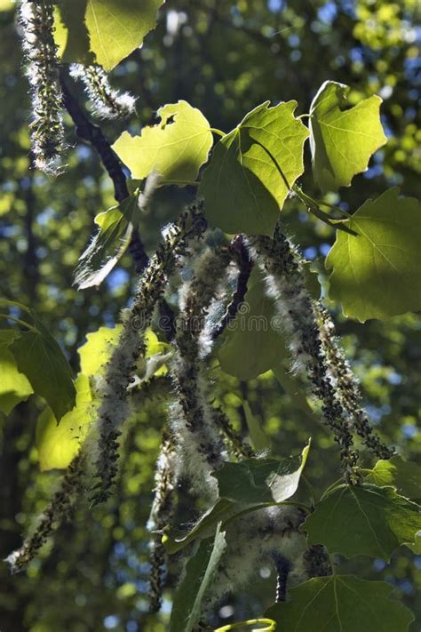 Poplar Tree Branches with Seeds Stock Image - Image of branch, seeds ...