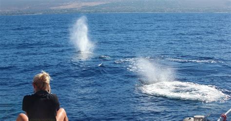 Lahaina Whale Watching Tickets | Discount on Maui whale watching