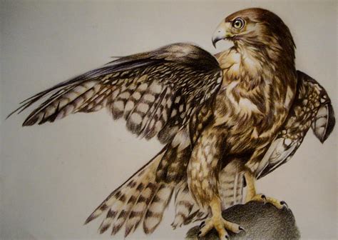 Hawk by JuliaBadeeva on DeviantArt