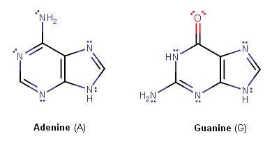 What bases are purines? + Example