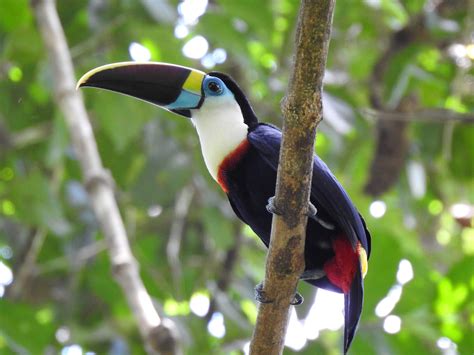 Channel Billed Toucan - Paphos Zoo