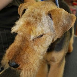 Welsh-Terrier-Groom-Head-25 | groomersgallery.com