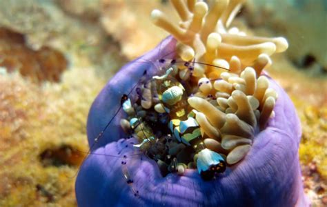 Diving the Perhentian Islands Malaysia - STINGY NOMADS