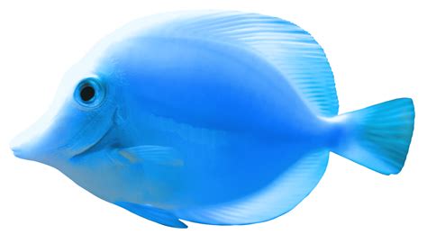 Blue Fish Wallpapers - Wallpaper Cave