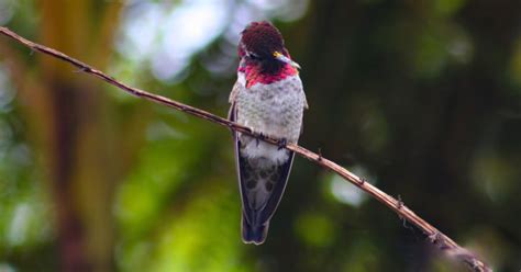 Yosemite Birdwatching: 7 Common Birds in Yosemite - OMG Birds!