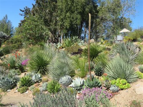 UC Santa Cruz Arboretum & Botanic Garden - 2021 All You Need to Know ...