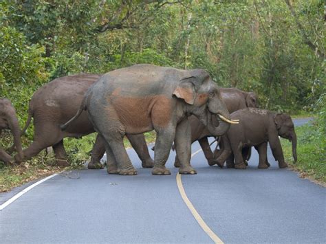 1-Day Khao Yai National Park Tours from Bangkok | TakeMeTour