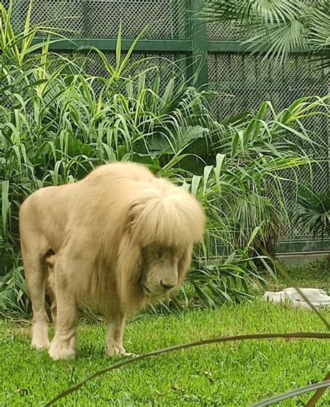 Lion with ‘mullet’ forces zoo to deny Joe Exotic haircut: ‘It’s nature’s magic’