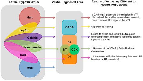 Lateral Hypothalamic Control of the Ventral Tegmental Area - Reward Evaluation and the Driving ...