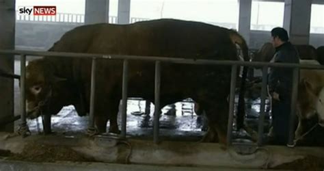 Video: Is this the world's largest bull? He weighs 1,887kg! - Agriland.ie