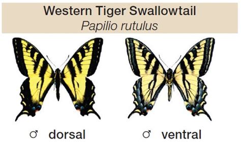 The Western Tiger Swallowtail (Papilio rutulus) – Queen Bee Farms