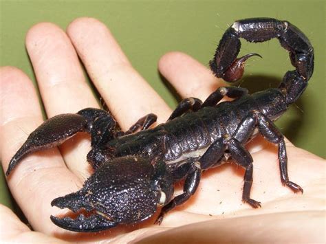 Entomology Diary: Arachnida: Scorpiones: Scorpionidae | Scorpion ...