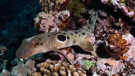 Epaulette Shark Walking