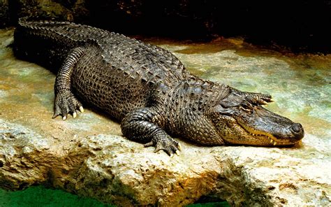 7 Crocodilian Species That Are Dangerous to Humans | Britannica