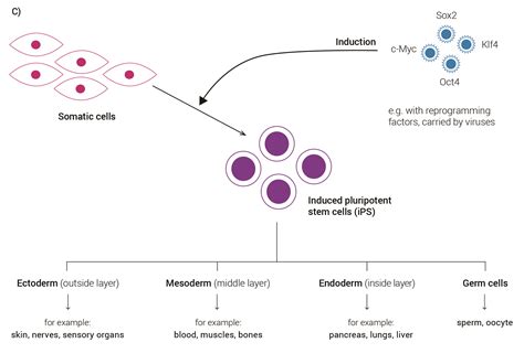 Pluripotent Cells