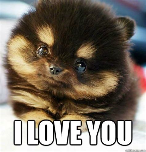 I Love You Puppy Meme memes | quickmeme