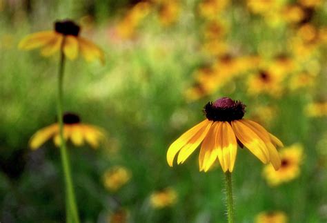 Field Of Daisies 010 Photograph by George Bostian - Fine Art America